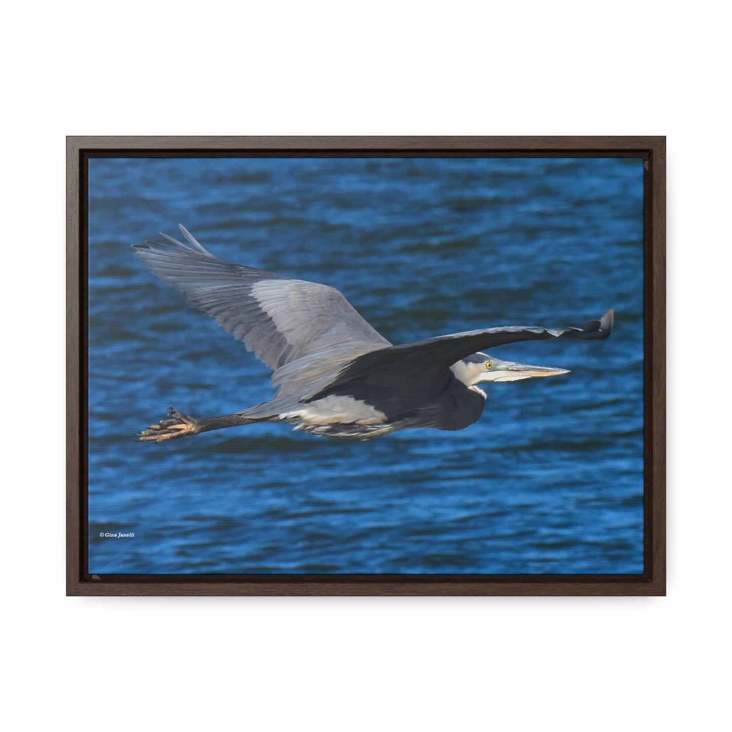 Great Blue Heron      Gallery Canvas Wraps, Horizontal Frame