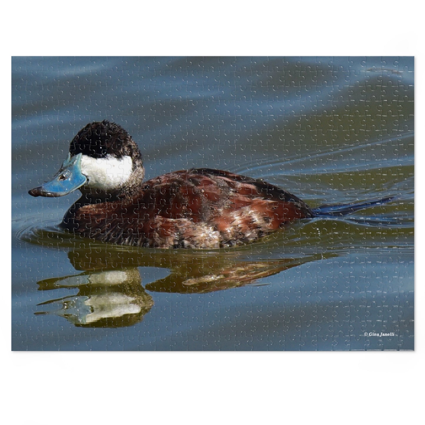 Ruddy Duck  Jigsaw Puzzle (110, 252, 500,-Piece)