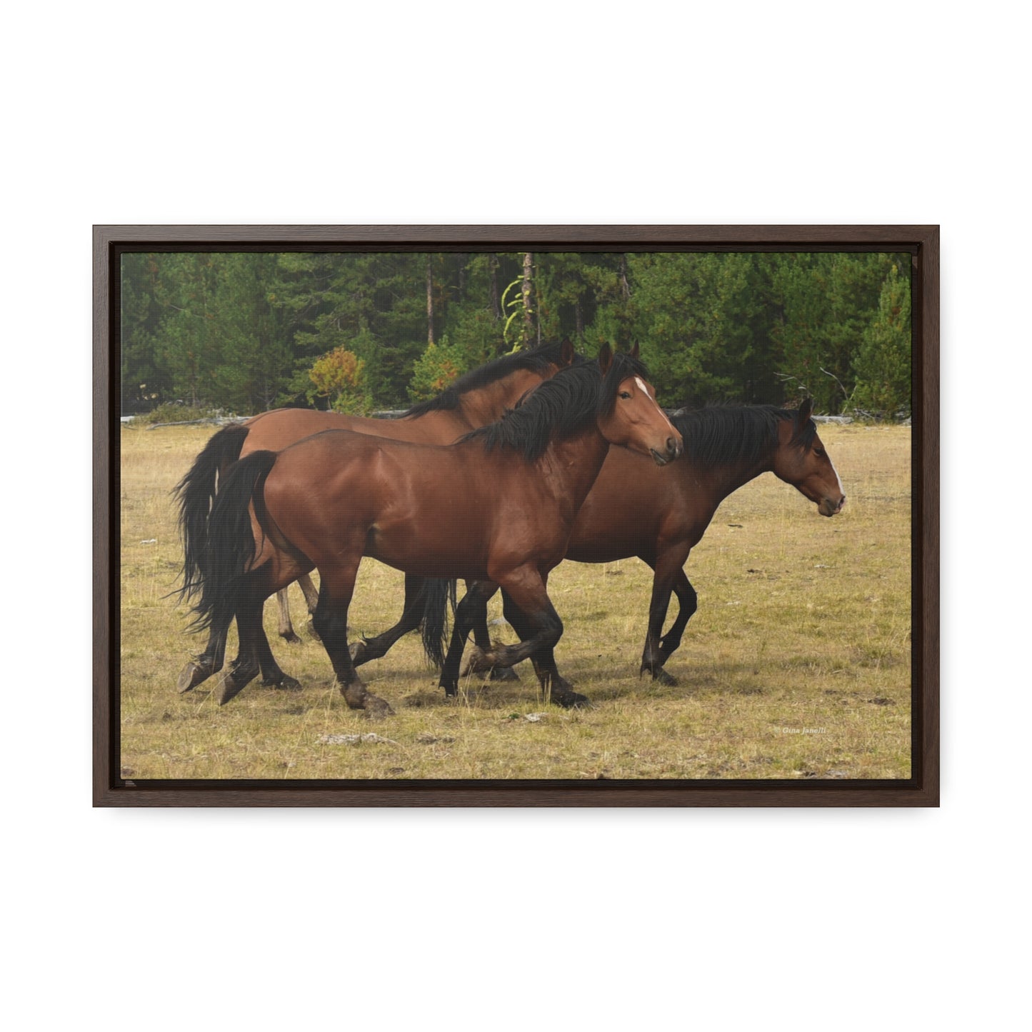 The Wild Bunch. Young Stallion and Mares.  Gallery Canvas Wraps, Horizontal Frame