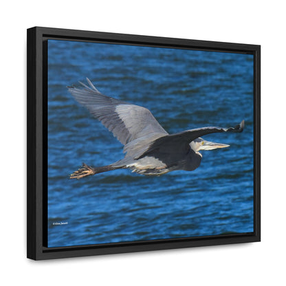 Great Blue Heron      Gallery Canvas Wraps, Horizontal Frame