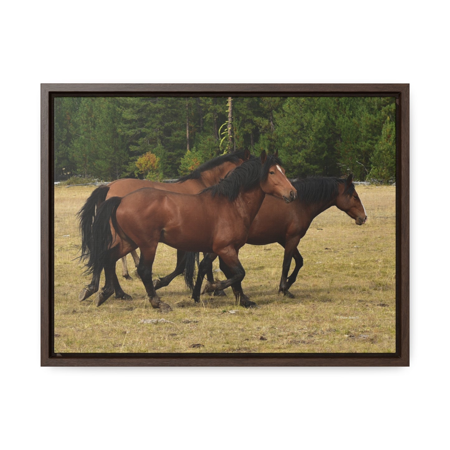 The Wild Bunch. Young Stallion and Mares.  Gallery Canvas Wraps, Horizontal Frame