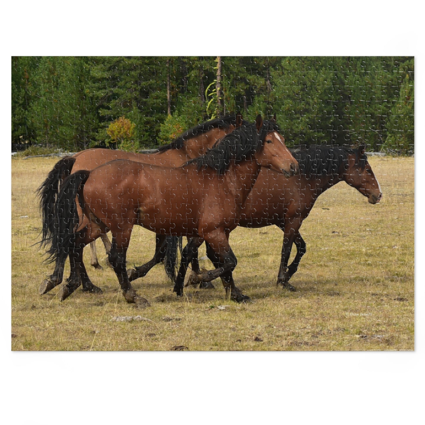 The Wild Bunch. Young Stallion and Mares. Jigsaw Puzzle (110, 252, 500,1000-Piece)