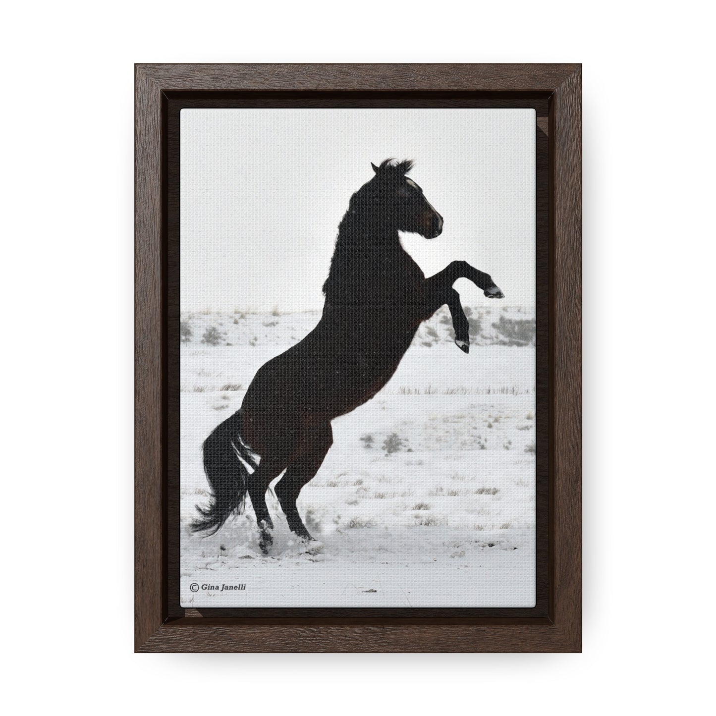 Snow Storm - Quarter Horse    Gallery Canvas Wraps, Vertical Frame