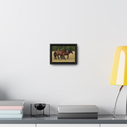 The Wild Bunch. Young Stallion and Mares.  Gallery Canvas Wraps, Horizontal Frame