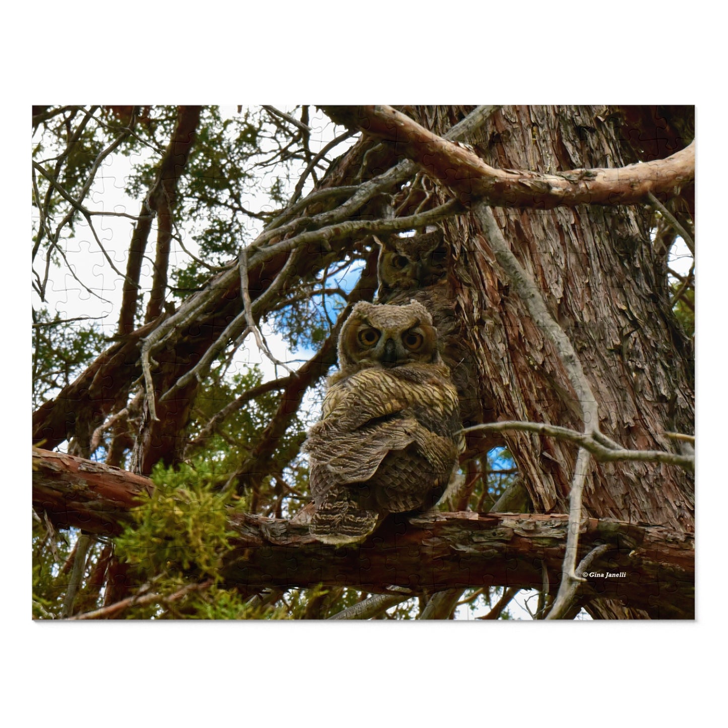 Great Horned Owls  Jigsaw Puzzle (30, 110, 252,-Piece)