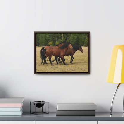 The Wild Bunch. Young Stallion and Mares.  Gallery Canvas Wraps, Horizontal Frame