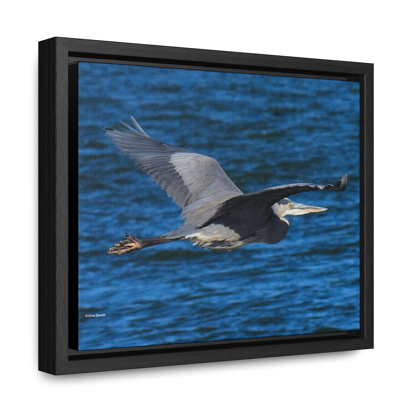 Great Blue Heron      Gallery Canvas Wraps, Horizontal Frame