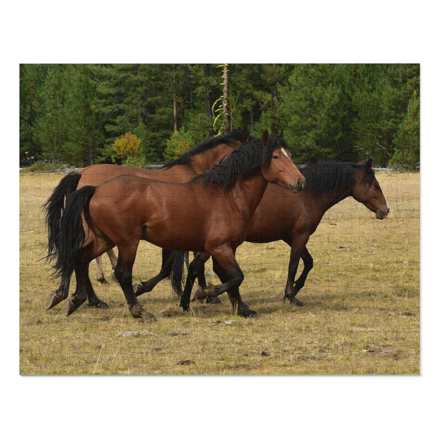 The Wild Bunch. Young Stallion and Mares. Jigsaw Puzzle (110, 252, 500,1000-Piece)