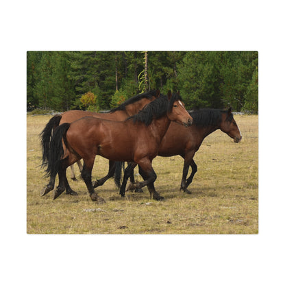 The Wild Bunch. Young Stallion and Mares. Jigsaw Puzzle (110, 252, 500,1000-Piece)