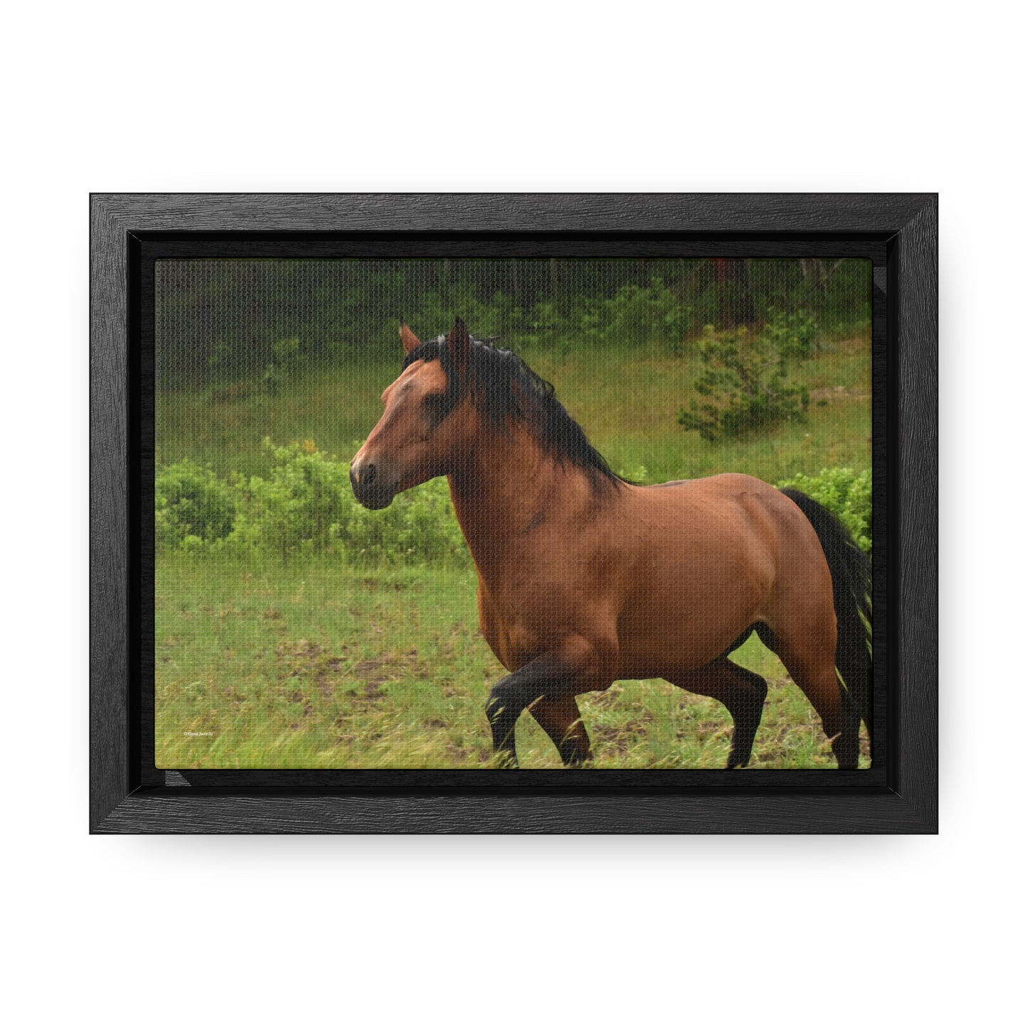 Protector,  Wild Stallion   Gallery Canvas Wraps, Horizontal Frame