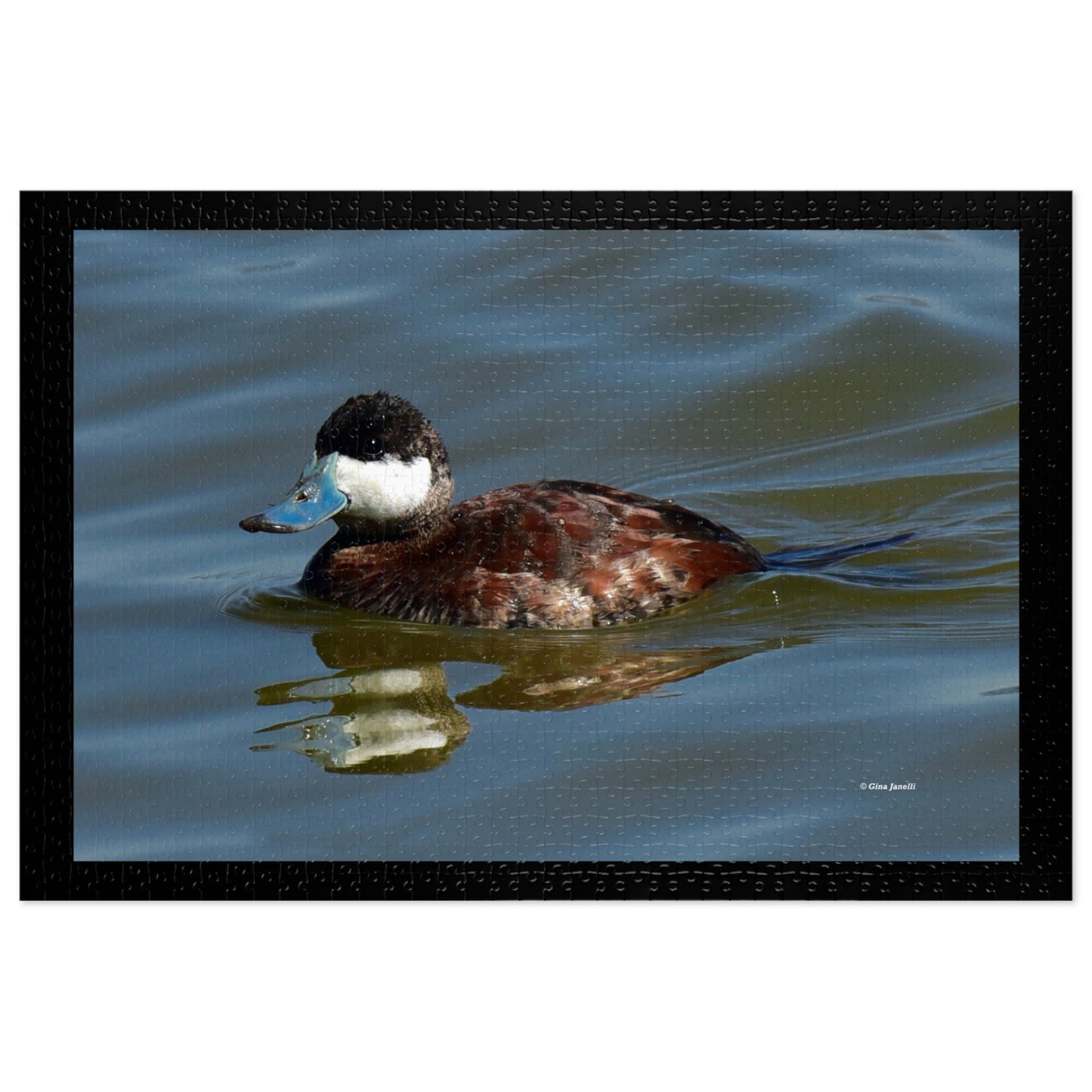 Ruddy Duck    Jigsaw Puzzle ( 110, 252, 500,1000-Piece)