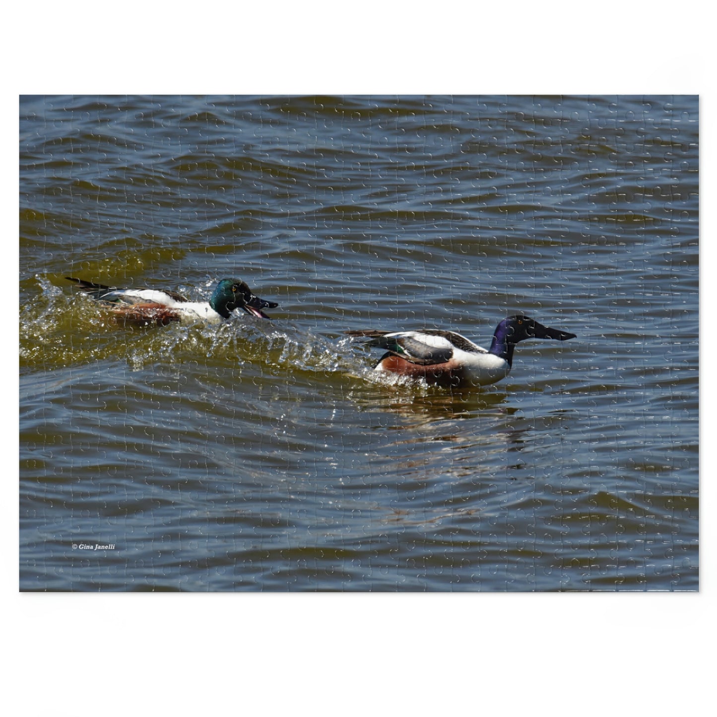 Northern Shoveler   Jigsaw Puzzle (110, 252, 500,1000-Piece)