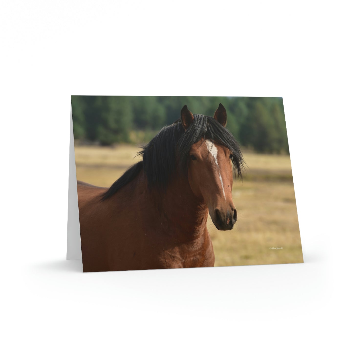 Young Stud, Wild Stallion     Greeting cards (8, 16, and 24 pcs)