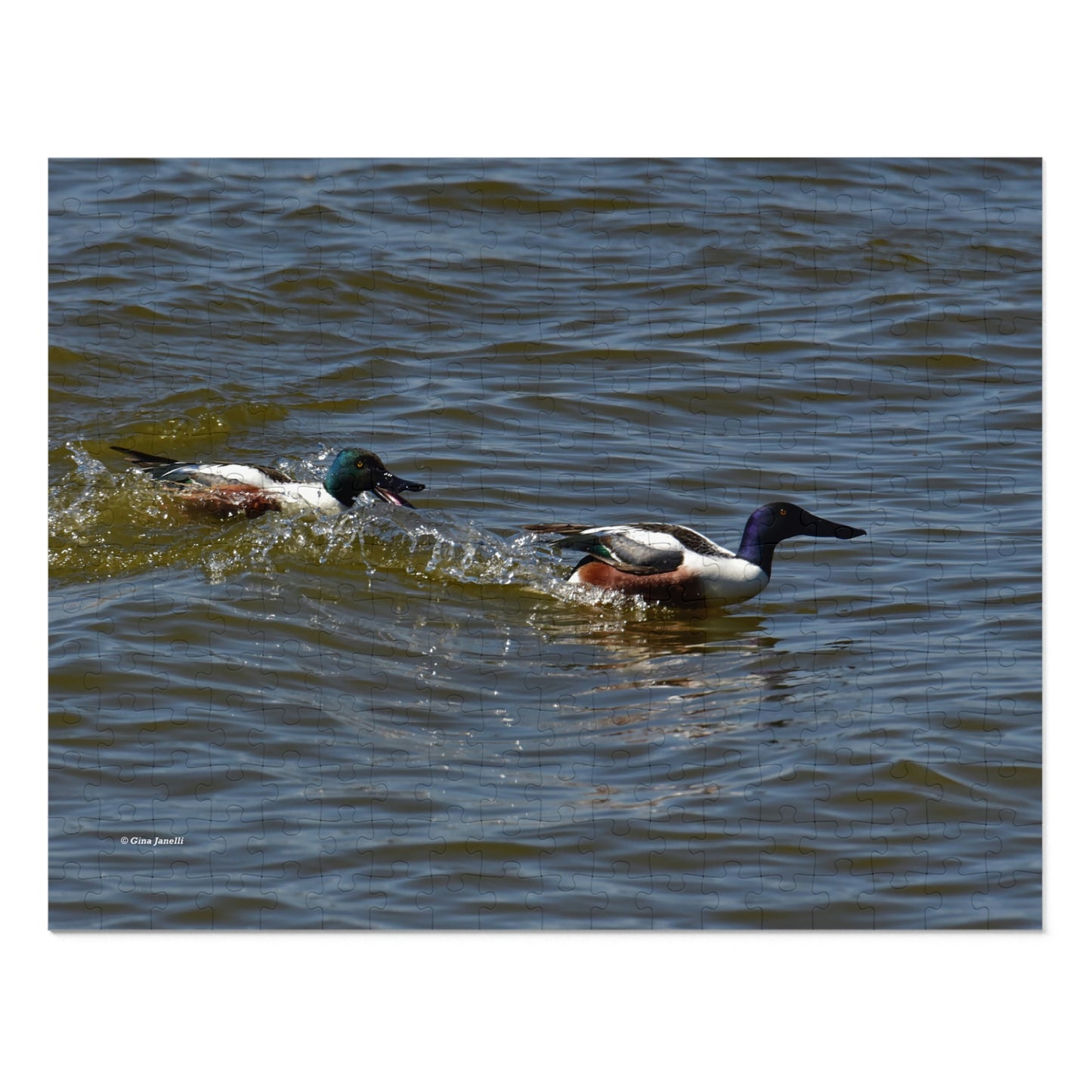 Northern Shoveler   Jigsaw Puzzle (110, 252, 500,1000-Piece)