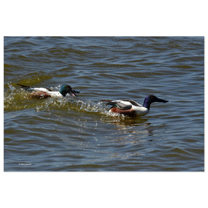 Northern Shoveler   Jigsaw Puzzle (110, 252, 500,1000-Piece)