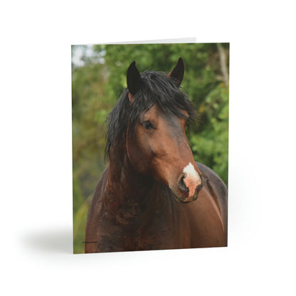 The Challenger, Wild Stallion Greeting cards (8, 16, and 24 pcs)