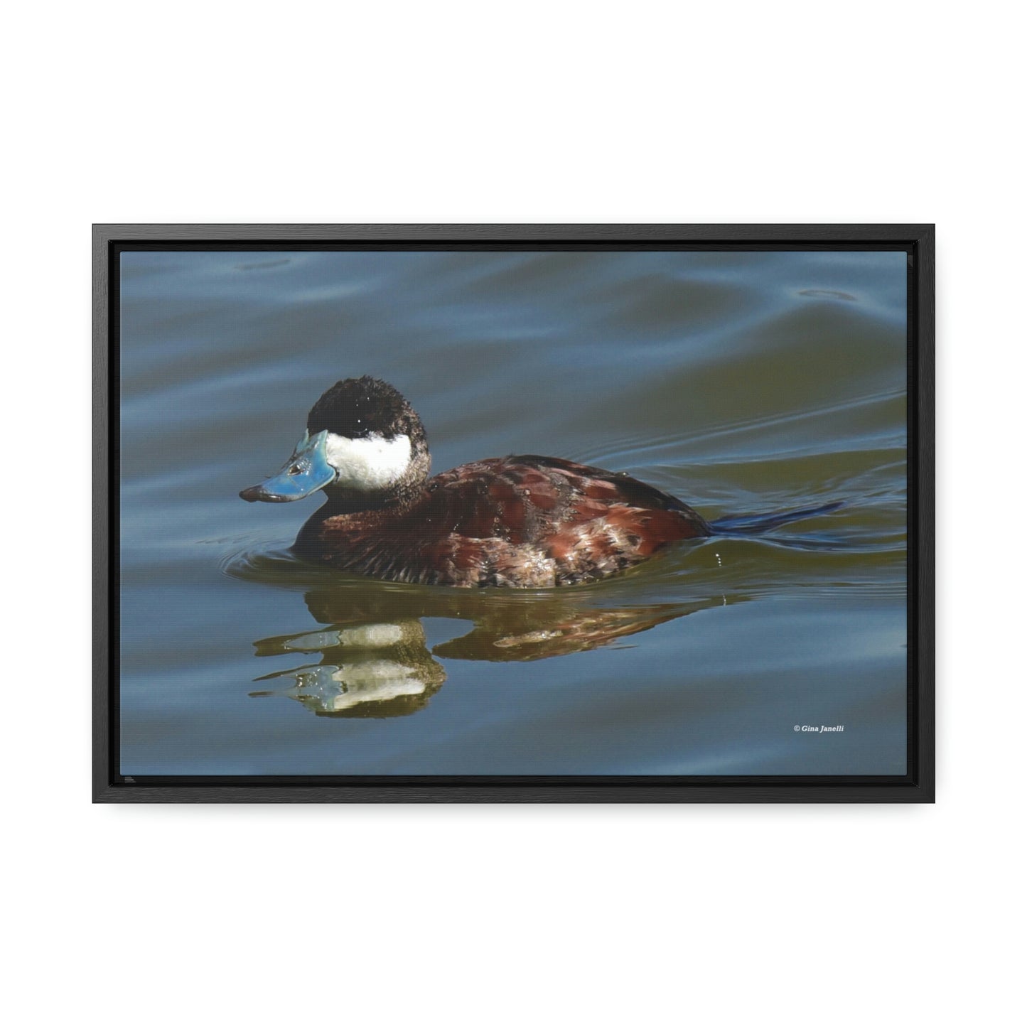 Ruddy Duck    Gallery Canvas Wraps, Horizontal Frame