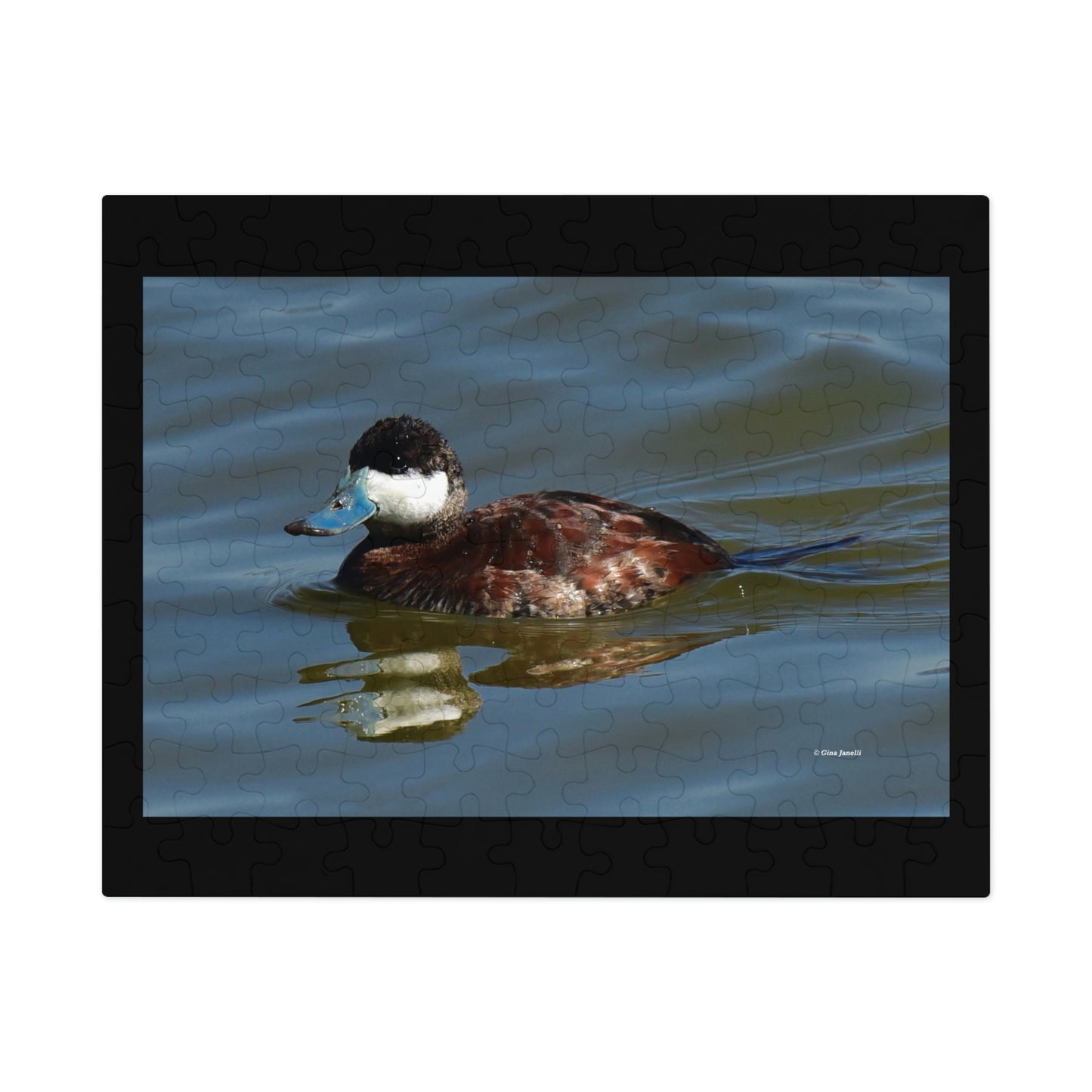 Ruddy Duck    Jigsaw Puzzle ( 110, 252, 500,1000-Piece)